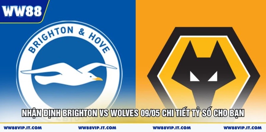 Nhận định Brighton vs Wolves 09/05 chi tiết tỷ số cho bạn nhan dinh brighton vs wolves 09 05 chi tiet ty so cho ban 2